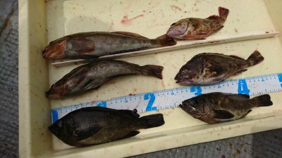 
<p>水島様 沖の北 エビ撒き釣りでメバルとアイナメ！今日は根魚祭り♪</p>

