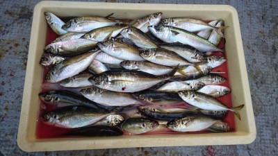 
<p>磯田様  沖の北  サビキ  アジ大漁♪</p>
<p>いつも先端で釣りをされています！皆様参考にしてくださいね(^_^;)おめでとうございます！</p>
