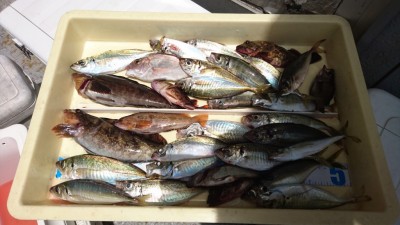 
<p>阪上様  沖の北  サビキ/エビ撒き  アジ/アイナメ/ガシラ/チャリコGET</p>
<p>魚種多彩に釣れてますね(^o^)vおめでとうございます！</p>

