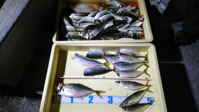 
<p>津田様 沖の北 サビキ釣りで小アジ 中アジ大漁！小アジといっても20㎝くらいありますよ。脂のりのりで美味しいのでぜひ狙いにきてください♪</p>
