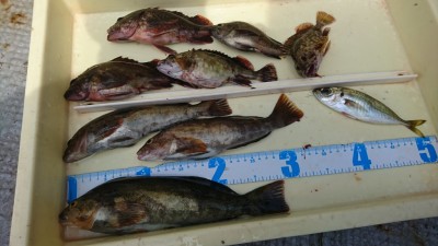 
<p>川原様 沖の北 エビ撒き釣りで根魚いろいろ♪今年はアイナメ多いです。美味しいんですよね～。</p>

