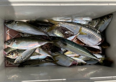 
<p>白方様　沖の北　サビキ釣り　中アジ・小アジ・中サバ・コノシロ</p>
<p>今日もサビキ釣りが好調ですよ♪　絶品アジを是非とも狙いに来てください。釣果写真へのご協力、ありがとうございます。</p>
