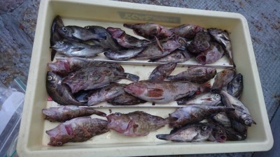 
<p>黒木様  沖の北  エビ撒き  ガシラ/メバル/アイナメGET</p>
<p>根魚もしっかり探れば釣れますね！おめでとうございます</p>
