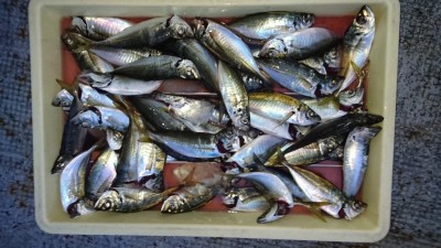 
<p>津田様  沖の北  サビキ  アジ多数GET</p>
<p>豆アジと豆サバをかわしながらの釣果ですね！おめでとうございます</p>
