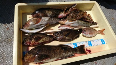 
<p>川原様 沖の北 エビ撒き釣りで37㎝のアイナメ！良型メバルとガシラも！美味しい根魚大漁ですね。アタリも多いので楽しめますよ。棚を底に調整するのと底撒きは必須です。</p>
