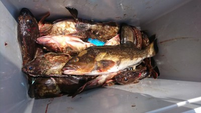
<p>中村様 沖の北 エビ撒き釣りでガシラと良型アイナメ！根魚も安定して釣れてますね。あとはアコウが来るかどうか…。</p>
