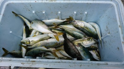 
<p>山本様 沖の南 サビキ釣りで中アジ・ツバス大漁！午前中の釣果です。早朝は北が好調でしたが南もいい感じに釣れてましたね♪</p>
