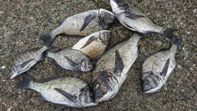
<p>高野様 旧一文字赤灯内向き 紀州釣りでチヌ8枚！ふかせ・紀州釣りのチヌ多くなってますよ～。でも落とし込みは不調…。小型も増えてきましたね。</p>
