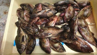 
<p>川原様 沖の北外向き エビ撒き釣りで根魚大漁！しかもほとんどが良型です。今日は入れ食いだったそうです。</p>
