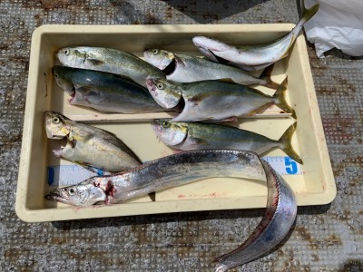 
<p>8/29 沖の北 外向き ツバス/シオ/太刀魚  本日は1番船から行ったお客さんで太刀魚の釣果が出ました！ツバスも好調でこれから朝方も太刀魚が釣れるようになりそうなので楽しみです♪</p>
