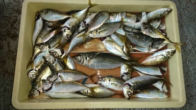 
<p>津田様  沖の北  サビキ  アジ～29cmまで大漁！</p>
<p>足元は豆アジが多いので、少し投げれば良型釣れますね！おめでとうございます(^O^)</p>
