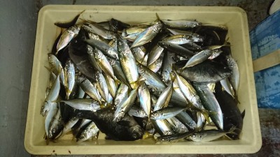 
<p>沖の北  サビキ  アジ多数GET</p>
<p>豆アジは大漁に釣れますね！中アジも釣れるので狙えば良型釣れますよ(^O^)おめでとうございます</p>
