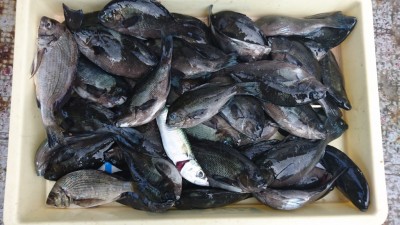 
<p>木村様  沖の北  フカセ  こっぱグレ大漁</p>
<p>こっぱグレはいっぱい居ますが、サイズはなかなか厳しそうです。おめでとうございます(^O^)</p>

