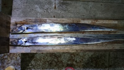 
<p>川崎様  沖の北  テンヤ  良型タチウオGET</p>
<p>今日も良型釣れますね！おめでとうございます(^O^)</p>
