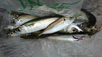 
<p>沖の北 サビキで豆アジと小サバ！豆アジと小サバは安定して釣れてますよ♪中アジは朝夕の短い時合いで釣れてます。</p>
