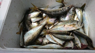 
<p>宮本様 沖の北先端内向き サビキ釣りで中アジ大漁！中アジは30匹くらい。早朝から10時頃までポツポツと釣れ続いたそうです。</p>
