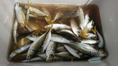 
<p>小田様 沖の北 サビキ釣りで豆アジ！豆アジは毎日安定して釣れてますよ♪</p>
