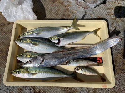 
<p>沖の北 太刀魚・ツバス・中アジ  サビキで釣れたアジののませ釣りでの釣果です♪ツバスの胃袋を見てみるとウルメイワシが3匹(^O^)サビキでもウルメイワシが沢山釣れてます♪ルアーでツバスを狙う方はイワシカラーで試してみてはどうでしょう^ ^</p>
