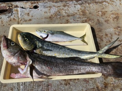 
<p>沖の北 外向き ツバス・シイラ・シーバス のませ釣りでの釣果です♪今日もシイラが回っていたみたいですね♪おめでとうございます(^O^)</p>
