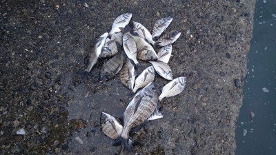 
<p>8/31安土様グループ  旧一文字赤灯 紀州釣り  チヌ多数GET</p>
<p>昨日の釣果になりますが、多数釣れてますね(^O^)おめでとうございます</p>

