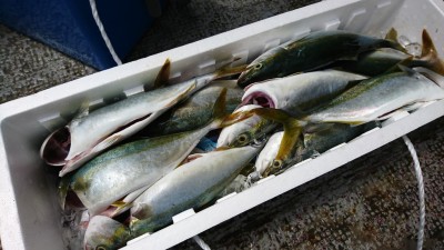 
<p>沖の北 ルアーでツバス大漁！ツバスが多すぎてアジ・サバが少なくなってます。</p>

