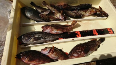 
<p>川原様 沖の北 エビ撒き釣りで根魚いろいろ！珍しいクロソイも♪餌取り多くて釣りにくいみたいです。</p>
