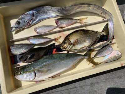 
<p>高瀬様 沖の北 太刀魚・ツバス・中アジ・グレ・アイゴ  太刀魚は朝一イワシをエサにしたウキ釣りで釣られています♪沖の北は魚種多彩ですね〜(^O^)</p>

