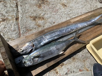 
<p>森川様　沖の北　太刀魚・サゴシ　メタルジグでの釣果です♪太刀魚は朝イチで90cmありました！サゴシも50cmオーバーで体高がある魚体でした！おめでとうございます^o^</p>

