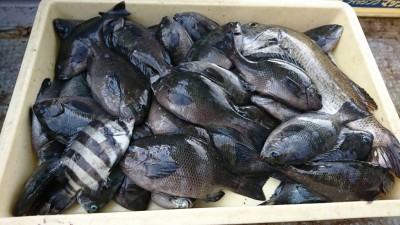 
<p>沖の北　グレ・サンバソウ・チヌ　ヌカ切りでの釣果です♪サイズは小さいですがグレは専門的に狙えばよく釣れてますね！フカセでも狙えますよ♪おめでとうございます(^o^)</p>
