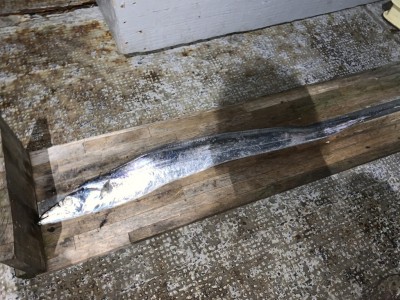 
<p>沖の北　ウキ釣りで19時頃に太刀魚96cm！餌はサンマの切身で当たりは多かったようです！おめでとうございます^o^</p>
