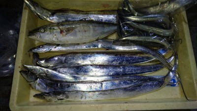 
<p>伊藤様  沖の北  サヨリ  ウキ釣り  タチウオ  ルアー  ツバスGET</p>
<p>サヨリもタチウオも良く釣れていますね！(^O^)おめでとうございます</p>
