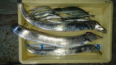 
<p>松田様  沖の北  テンヤでタチウオ  ウキ釣りでサヨリGET</p>
<p>今日は4～5尾の方が多いようです！明日から11月！タチウオもラストスパートです(^O^)おめでとうございます</p>
