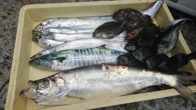 
<p>小田様 沖の北 ルアーで タチウオ・サゴシ！１番下の魚は「イセゴイ」という魚で英名インドパシフィックターポンらしいです。要するにターポンですね。大西洋で釣れるアトランティックターポンの仲間みたいです。私も初めて見ました。超レアですね♪</p>
