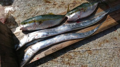 
<p>中村様 沖の北 のませ釣りでハマチ！テンヤでタチウオ！ツバス～ハマチはだいぶ減ってきています。8月からずっと釣れているのでそろそろ終わりかも…。タチウオはいいサイズでした。</p>
