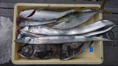 
<p>沖の北  フカセとノマセとテンヤ  チヌとハマチとタチウオGET</p>
<p>色々な釣りをされ、色々な魚種GET!おめでとうございます</p>
