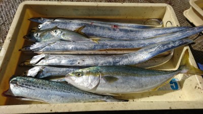 
<p>曽根様 沖の北 ショアジギでツバス・タチウオ・サゴシ！今日はほんとサゴシが多いですね。ルアーでツバスがかかる時は他の魚も活性が高いです♪</p>
