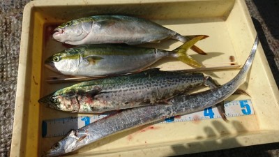 
<p>牟禮様 沖の北 メタルバイブでサゴシ・ツバス・タチウオ！今朝80㎝のサワラを釣り上げたあとの釣果です♪昨日に比べるとツバスが少なめでしたね。</p>
