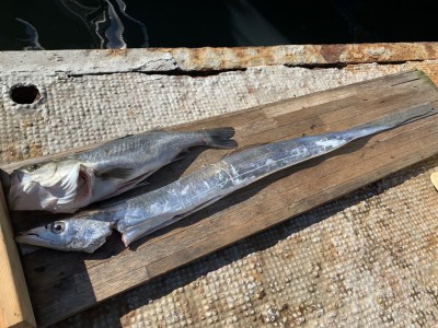 
<p>森川様　沖の北　テンヤで5時頃に外向きで太刀魚メーターオーバーとのませ釣りでハネGET♪7時前には80cmのブリも釣られています^ ^おめでとうございます^ ^</p>
