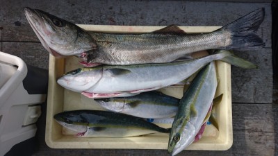 
<p>竹田様  沖の北  ノマセでハネとツバス～メジロGET</p>
<p>イワシ接岸のせいか、良く釣れてますね！おめでとうございます</p>
