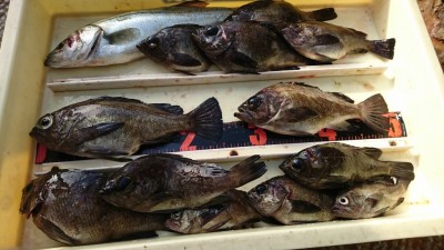 
<p>水島様 沖の北 エビ撒き釣りでメバル大漁！１番大きいのは25㎝ありました♪また大きいのが入ってきましたね。</p>
