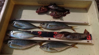 
<p>小田様  沖の北  サビキでアジ  サグリ釣りでガシラとアイナメGET</p>
<p>アジも少し悪くなってきているようです。釣れてる内にお越しくださいね！おめでとうございます</p>
