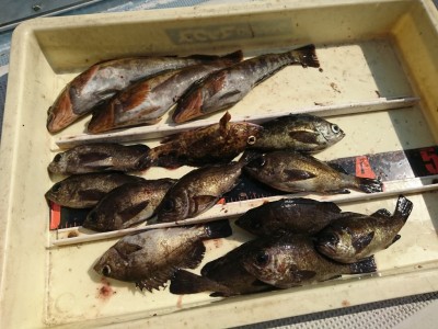 
<p>沖の北 エビ撒き釣りでメバルとアイナメ</p>
