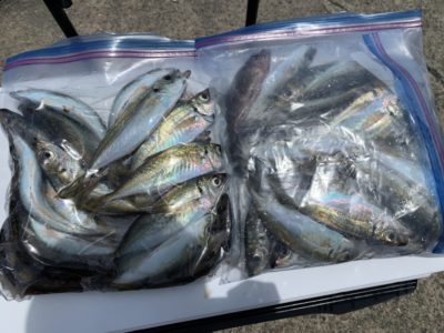 <p>沖の北　サビキ釣りで小アジ40匹程GET！サバを上手いことかわすと狙えますね！中アジは朝夕に少し混じります！</p>