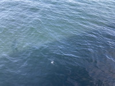<p>沖の北リアルタイム(7:30) 外向き　ルアー・のませでツバス・ハマチの釣果確認出来ました！小サバが表層を回遊しています！メジロ・ブリは…そろそろ回ってきても良いんですけどね〜(^_^;)</p>