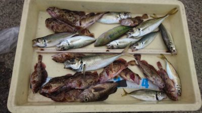 <p>沖の北  サビキとサグリ釣りでガシラとメバルとアジGET</p><p>魚種多彩ですね！</p>