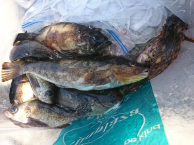 <p>沖の北 エビ撒き釣りで根魚大漁！アイナメ美味しそう♪今日も小サバがかなり多いようですが、底まで仕掛けが落ちれば小アジも釣れますよ。</p>