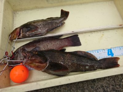 <p>沖の北 エビ撒き釣りで良型アイナメとカンダイ！美味しそう♪6月に入りハネは少なくなりましたがチヌは多いですよ。そろそろ良型メバルが来るころです。</p>