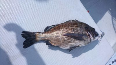 <p>田中様　沖の北　落とし込み(イガイ)での釣果です♪今日は落とし込みは海が透けてたので渋かったみたいです！濁ればめっちゃ釣れますよ♪</p>