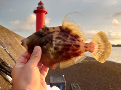 <p>旧一文字赤灯　先端よりの外向き　良型カワハギが釣れていました♪ただ良型だけを狙って釣るのは難しいようで数は釣れない…。どこにいるかわからないので、はじめにけっこう探さないといけないようです。</p>