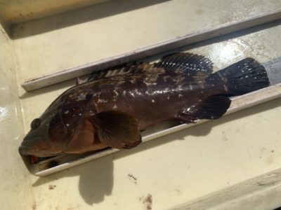 <p>福山様　旧一文字3番　エビ撒きでアコウ35cm！！ガシラも良く釣れてるみたいですね！おめでとうございます^ ^</p>